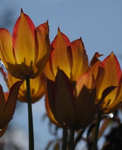 Tulips at Dawn