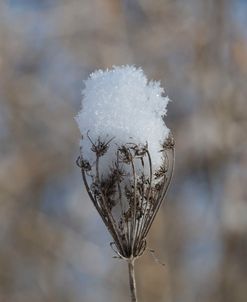 Frosted Wild Carrot