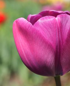 Big Purple Tulip