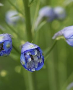 Blue Delphinium Buds