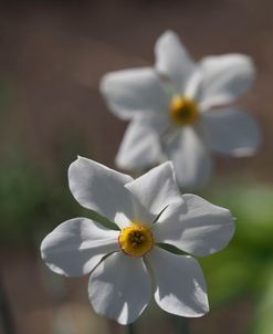 Poets Daffodil