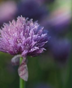 Dewy Chive