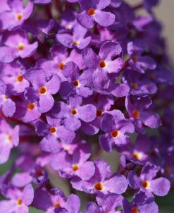 Summer Lilac