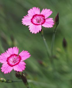 Maiden Pink Flowers
