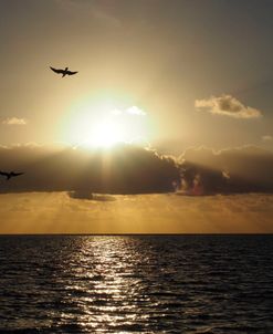 Caribbean Sunrise with Birds