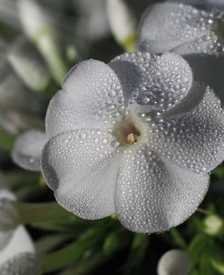 White Phlox with Dew Drops