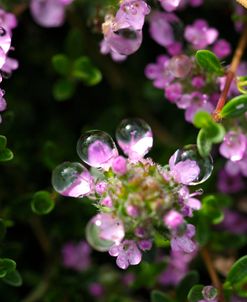 Creeping Thyme with Droplets