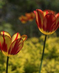 Red Yellow Tulips