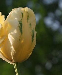 Yellow Green Tulip