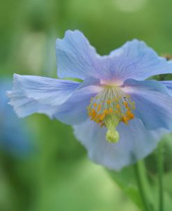Himalayan Blue Poppy