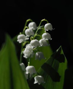 Lily Of The Valley