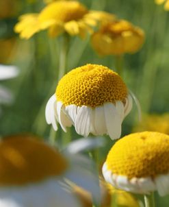 Field of Chamomile Flowers