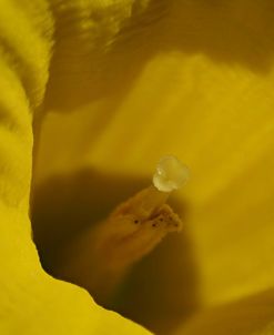 Daffodil Stigma