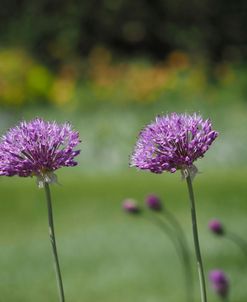 Blossom Chives