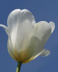 White Tulip Blue Sky
