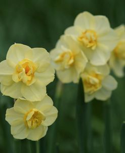 Double Daffodils