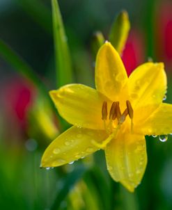 Wet Daylily