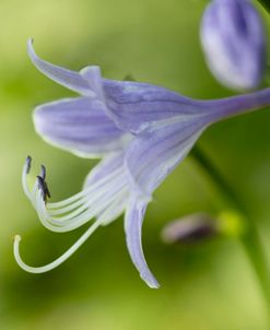 Purple Hosta Flower