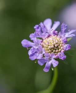 Purple Pincushion