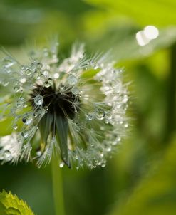 Dandelion with Droplets