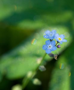 Forget Me Not with Tiny Rainbows