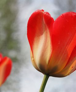 Leaning Tulip