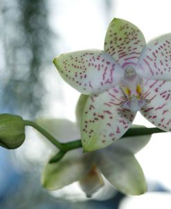 Ornamental Orchid