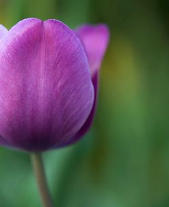 Plump Purple Tulip