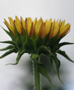 Sunflower Side View