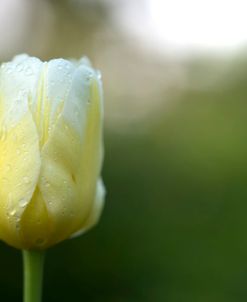 Yellow and White Tulip