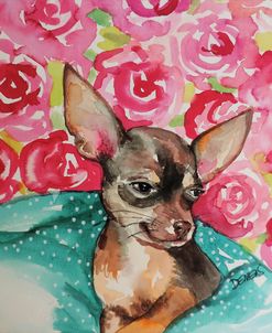 Lola Chihuahua