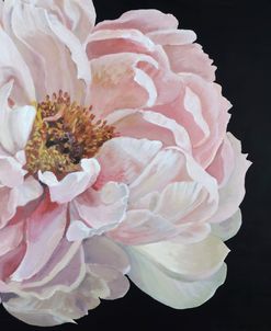 Pivoine