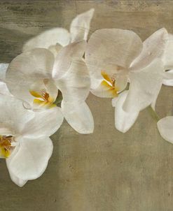 Painted Orchid