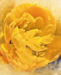 Anita’s Peony Delight