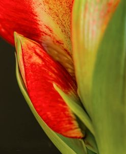 Amaryllis