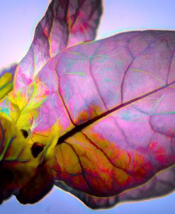 Bougainvillea Leaf