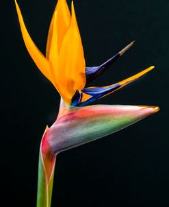 Bird Of Paradise