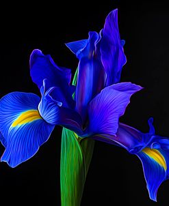 Blue Iris