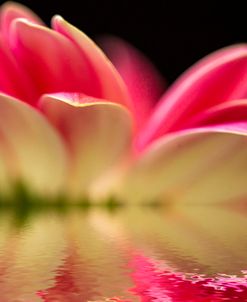 Gerbera Daisy Reflection