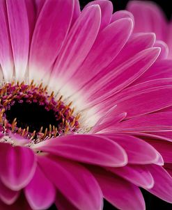 Gerbera Daisy