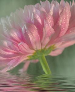 Dahlia Reflection