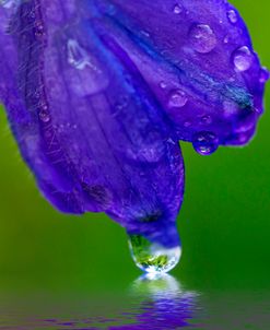 Delphinium Kiss