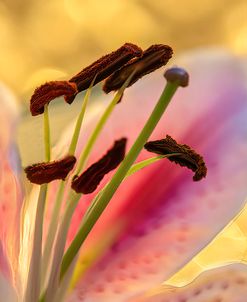 Lily Anthers