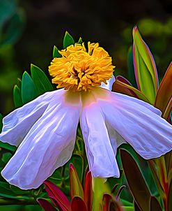 Matilija Poppy