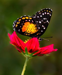 Monarch Butterfly On Red Flower