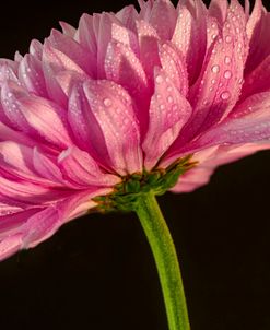 Mum With Water Droplets