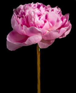 Pink Peony