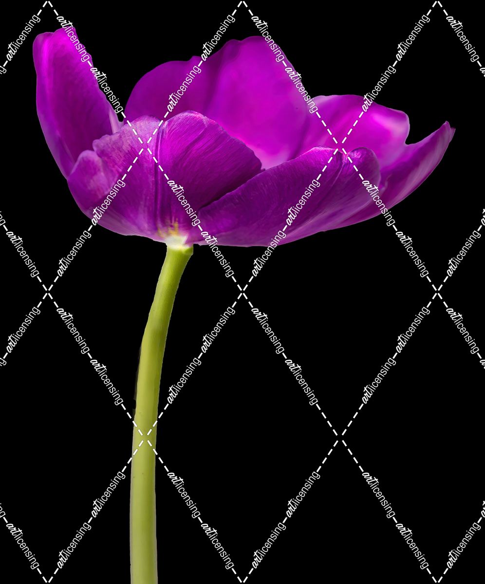 Purple Tulip Glow