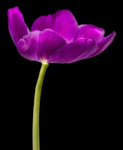 Purple Tulip Glow