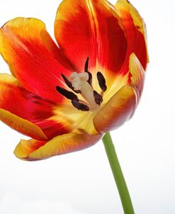 Orange Poppy Opened Today